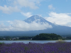 ラベンダーと富士山170713