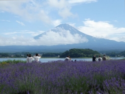 富士山とラベンダー170713
