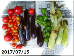 収穫の夏野菜たち170715