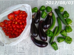 夏野菜の収穫170803