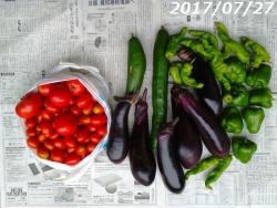 夏野菜の収穫170727