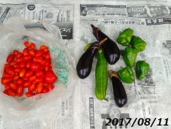 夏野菜の収穫170811