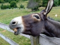 donkey001.jpg