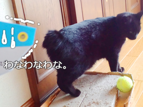仙台の猫屋敷・黒猫の福助
