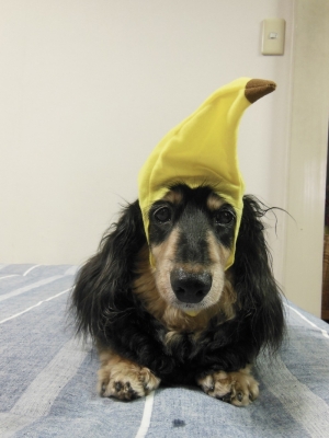 バナナ帽をかぶるお犬様１（17.07.08）
