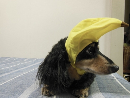 バナナ帽をかぶるお犬様２（17.07.08）