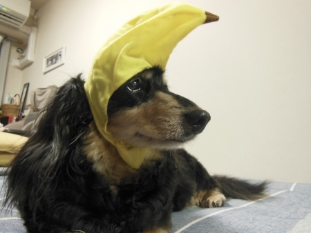 バナナ帽をかぶるお犬様４（17.07.08）