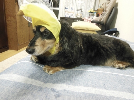 バナナ帽をかぶるお犬様７（17.07.08）