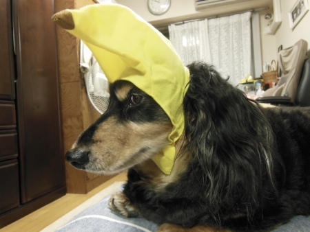バナナ帽をかぶるお犬様９（17.07.08）