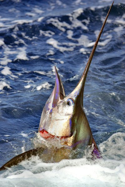 sailfish-5.jpg