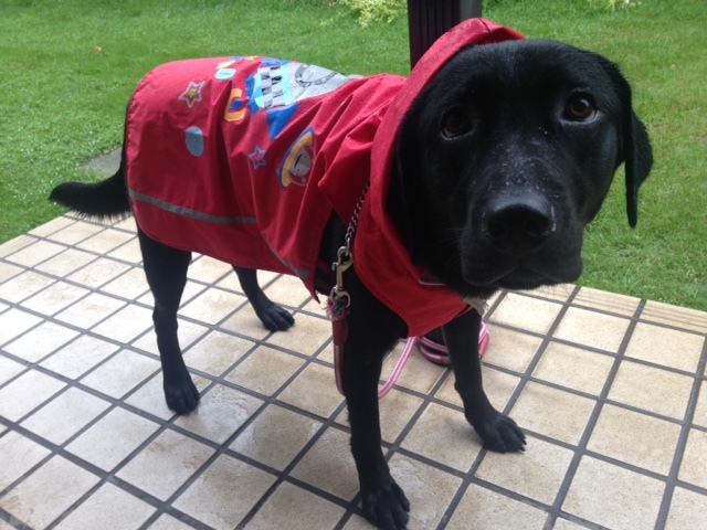 雨の日の大型犬ラブラドールの散歩で必要なのはレインコートだとしみじみ思う日々 ラブラドール レトリバーと黄昏
