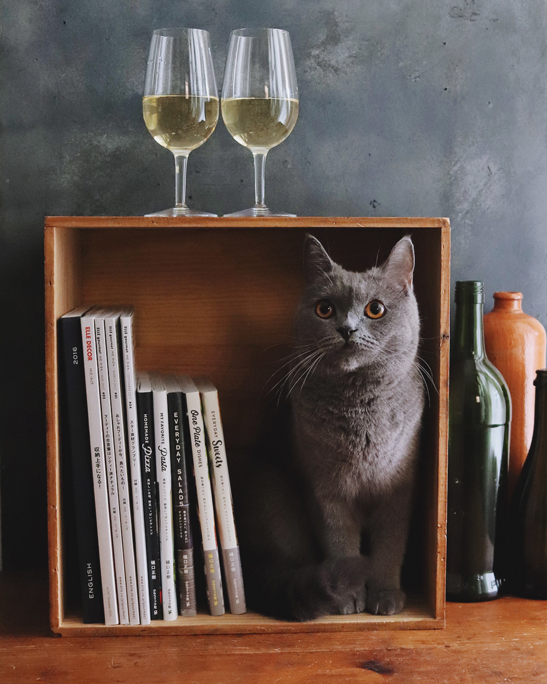 wine, book, & cat