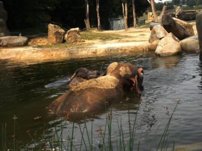 プラハ動物園象