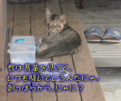 猫①（2017-07-24）