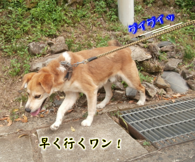 犬①（2017-07-27）
