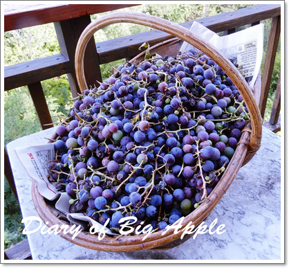 垣根の葡萄