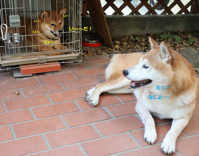 2017年07月 日本犬保存会 柴犬専門犬舎 ふくすけ