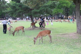 奈良公園のシカと車止め０５