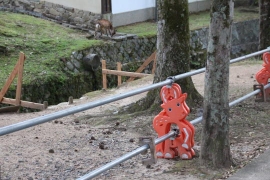 奈良公園のシカと車止め０７