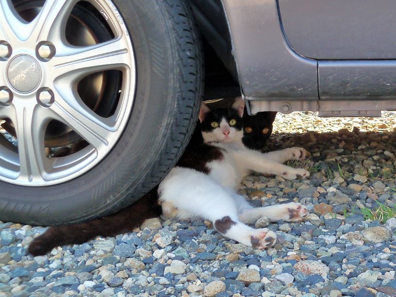 車の下でネコ