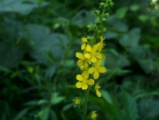 黄色い花-2