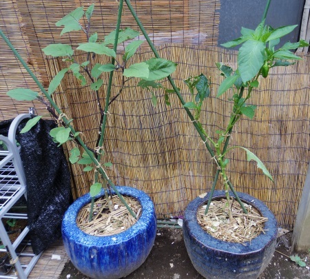 植木鉢栽培0801