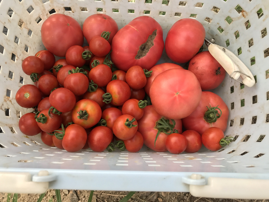 トマトの収穫2017-0718blog